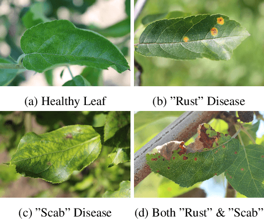 Figure 3 for Semi-Supervised Noisy Student Pre-training on EfficientNet Architectures for Plant Pathology Classification