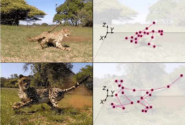 Figure 1 for AcinoSet: A 3D Pose Estimation Dataset and Baseline Models for Cheetahs in the Wild