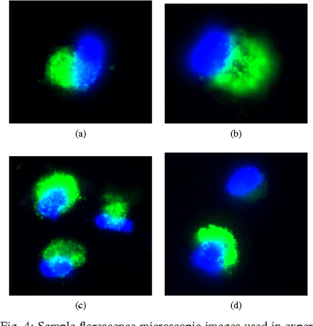 Figure 4 for Phase and TV Based Convex Sets for Blind Deconvolution of Microscopic Images