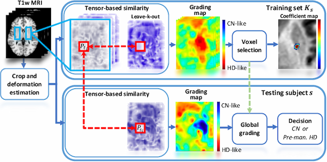 Figure 1 for Tensor-Based Grading: A Novel Patch-Based Grading Approach for the Analysis of Deformation Fields in Huntington's Disease