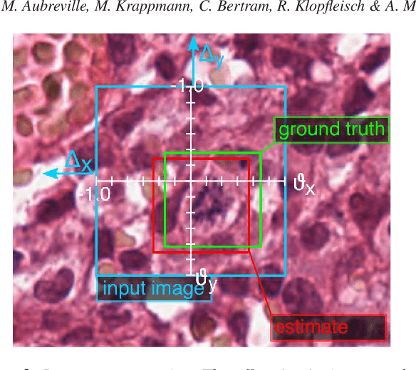 Figure 3 for A Guided Spatial Transformer Network for Histology Cell Differentiation