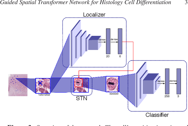 Figure 4 for A Guided Spatial Transformer Network for Histology Cell Differentiation