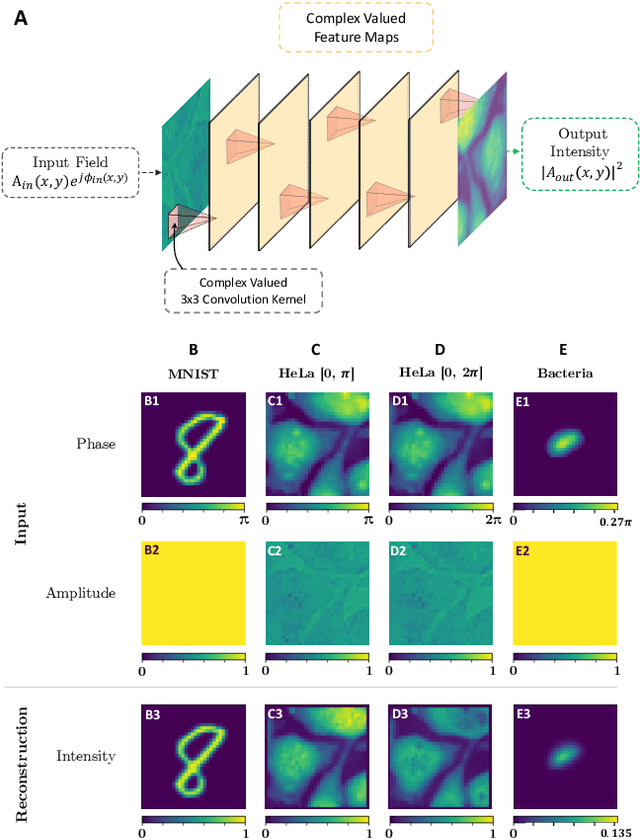 Figure 3 for Differentiable Microscopy Designs an All Optical Quantitative Phase Microscope