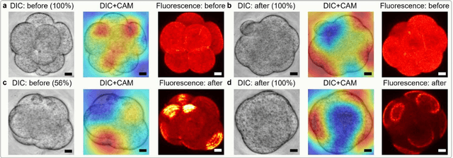 Figure 4 for Stain-free Detection of Embryo Polarization using Deep Learning