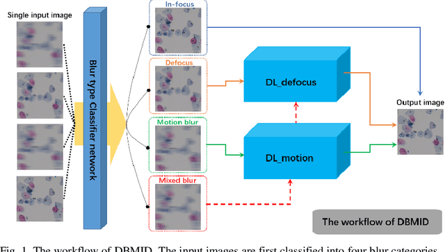 Figure 1 for Blind deblurring for microscopic pathology images using deep learning networks