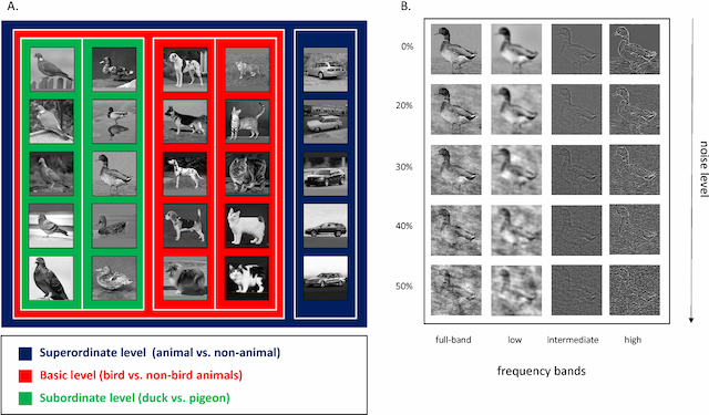 Figure 1 for Object categorization in finer levels requires higher spatial frequencies, and therefore takes longer