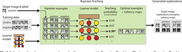 Figure 1 for Explainable AI for medical imaging: Explaining pneumothorax diagnoses with Bayesian Teaching