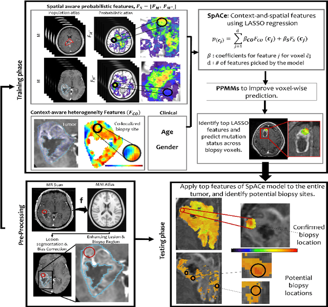 Figure 1 for Spatial-And-Context aware (SpACe) "virtual biopsy" radiogenomic maps to target tumor mutational status on structural MRI