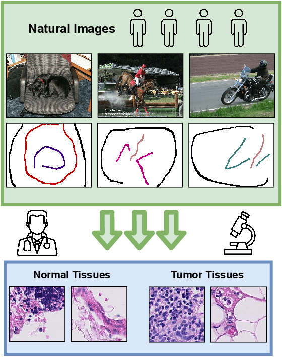 Figure 1 for Learning with Less Labels in Digital Pathology via Scribble Supervision from Natural Images