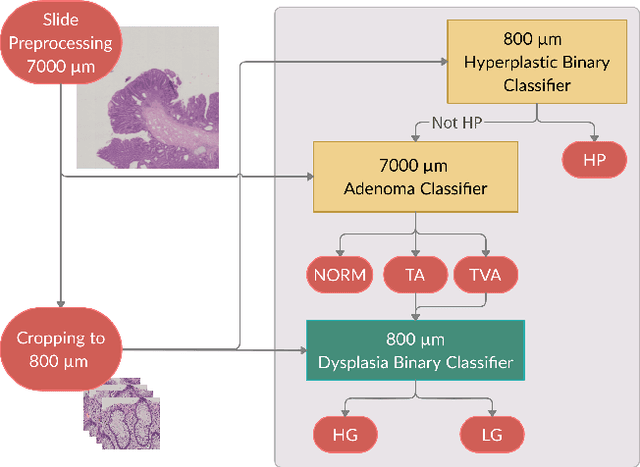 Figure 4 for UniToPatho, a labeled histopathological dataset for colorectal polyps classification and adenoma dysplasia grading