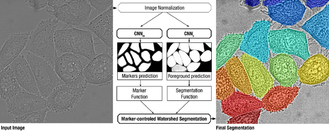 Figure 1 for Cell Segmentation by Combining Marker-Controlled Watershed and Deep Learning