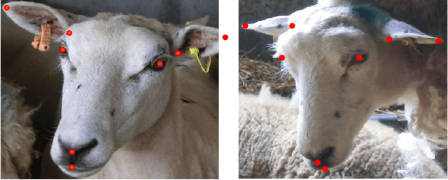 Figure 1 for Human and Sheep Facial Landmarks Localisation by Triplet Interpolated Features