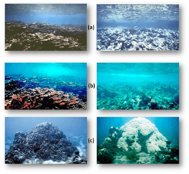 Figure 4 for Sparse Coral Classification Using Deep Convolutional Neural Networks