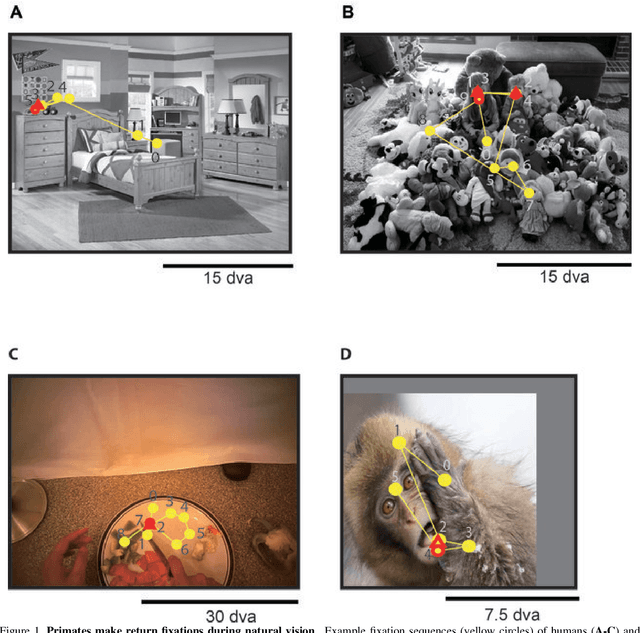 Figure 1 for Look Twice: A Computational Model of Return Fixations across Tasks and Species
