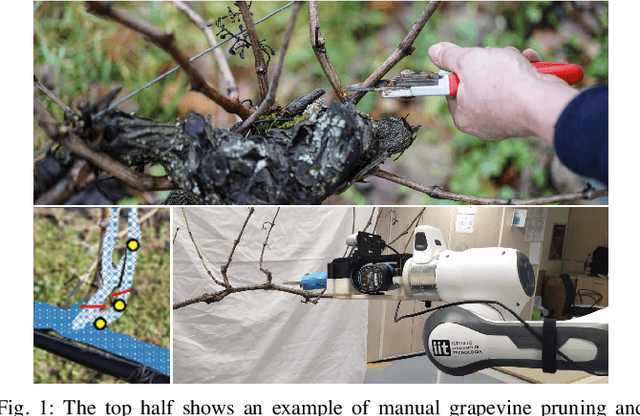 Figure 1 for Towards Precise Pruning Points Detection using Semantic-Instance-Aware Plant Models for Grapevine Winter Pruning Automation