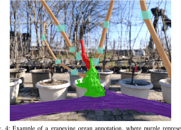 Figure 4 for Towards Precise Pruning Points Detection using Semantic-Instance-Aware Plant Models for Grapevine Winter Pruning Automation