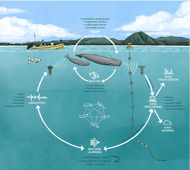 Figure 1 for Cetacean Translation Initiative: a roadmap to deciphering the communication of sperm whales