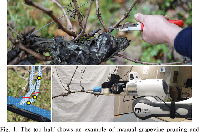 Figure 1 for Grapevine Winter Pruning Automation: On Potential Pruning Points Detection through 2D Plant Modeling using Grapevine Segmentation