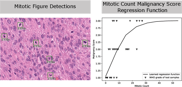 Figure 4 for Automatic and explainable grading of meningiomas from histopathology images