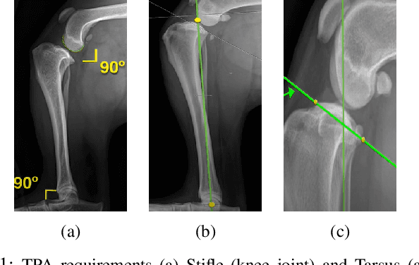 Figure 1 for Auto-Detection of Tibial Plateau Angle in Canine Radiographs Using a Deep Learning Approach
