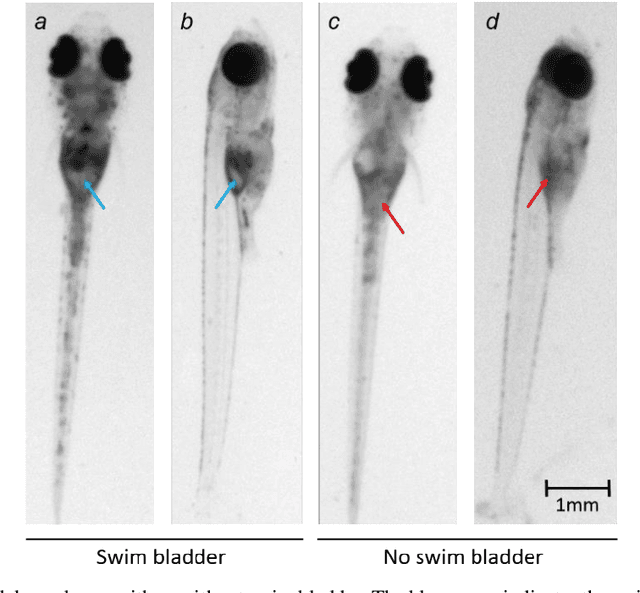 Figure 1 for Atlas-based automated detection of swim bladder in Medaka embryo