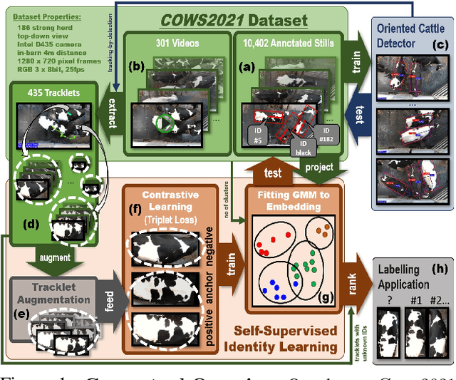 Figure 1 for Towards Self-Supervision for Video Identification of Individual Holstein-Friesian Cattle: The Cows2021 Dataset