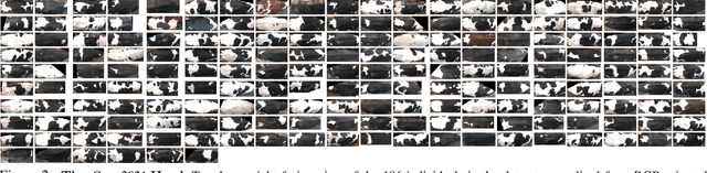 Figure 2 for Towards Self-Supervision for Video Identification of Individual Holstein-Friesian Cattle: The Cows2021 Dataset