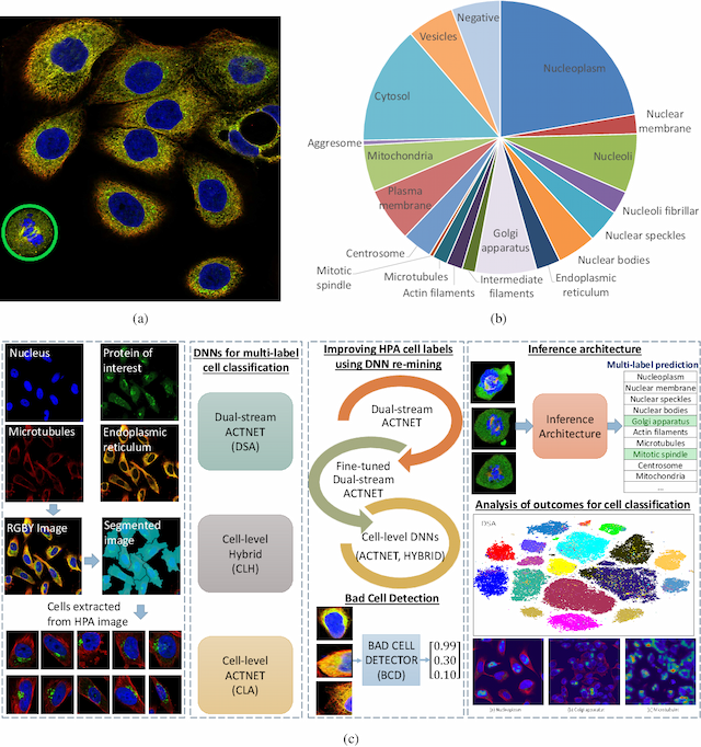 Figure 1 for Subcellular Protein Localisation in the Human Protein Atlas using Ensembles of Diverse Deep Architectures