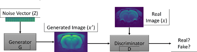 Figure 1 for Generation of Synthetic Rat Brain MRI scans with a 3D Enhanced Alpha-GAN