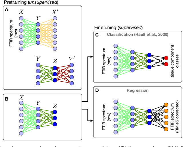Figure 1 for Deep Neural Networks for the Correction of Mie Scattering in Fourier-Transformed Infrared Spectra of Biological Samples