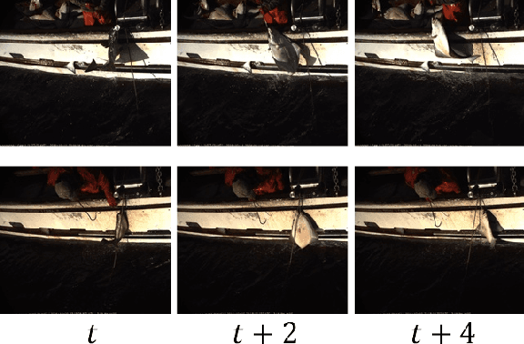 Figure 1 for Video-based Hierarchical Species Classification for Longline Fishing Monitoring