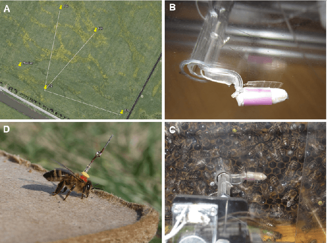 Figure 1 for Dancing Honey bee Robot Elicits Dance-Following and Recruits Foragers