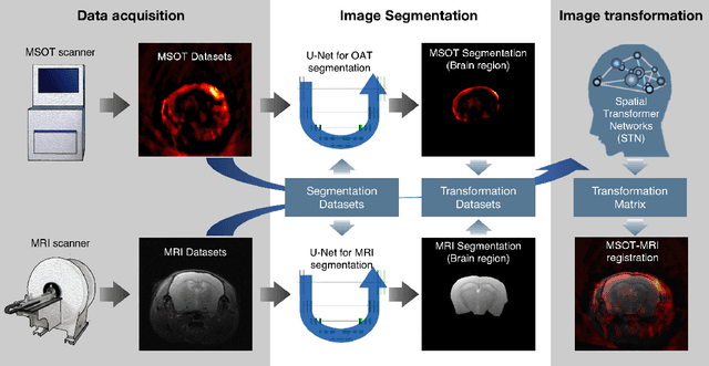 Figure 1 for Deep learning facilitates fully automated brain image registration of optoacoustic tomography and magnetic resonance imaging