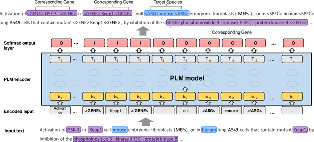 Figure 4 for Assigning Species Information to Corresponding Genes by a Sequence Labeling Framework