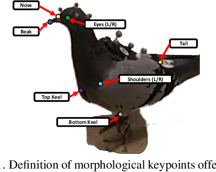 Figure 1 for 3D-POP -- An automated annotation approach to facilitate markerless 2D-3D tracking of freely moving birds with marker-based motion capture
