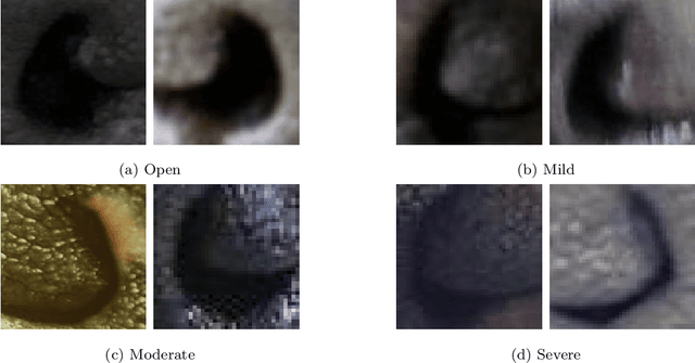 Figure 1 for A New Machine Learning Dataset of Bulldog Nostril Images for Stenosis Degree Classification