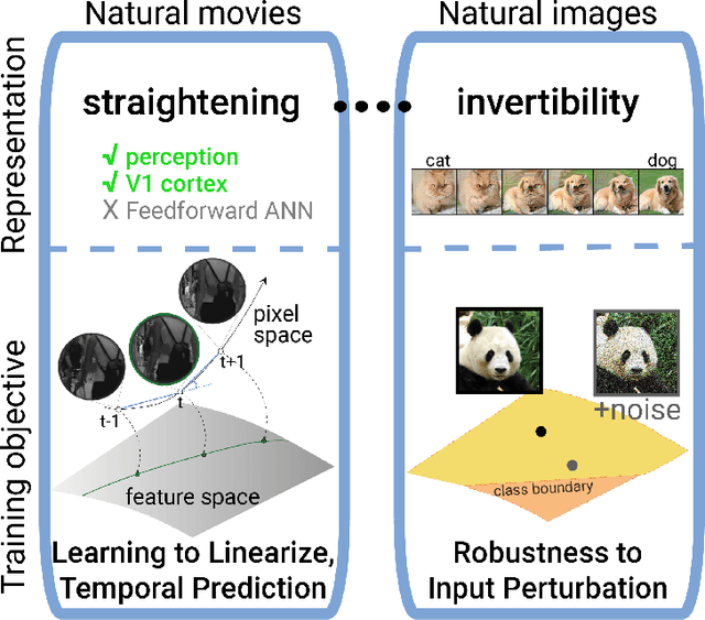 Figure 1 for Brain-like representational straightening of natural movies in robust feedforward neural networks