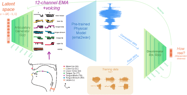 Figure 1 for Articulation GAN: Unsupervised modeling of articulatory learning
