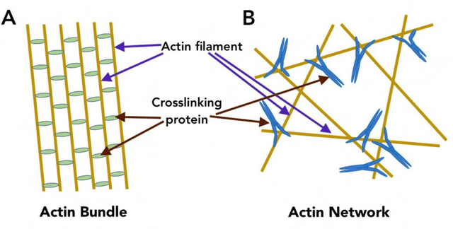 Figure 1 for Tracing and segmentation of molecular patterns in 3-dimensional cryo-et/em density maps through algorithmic image processing and deep learning-based techniques