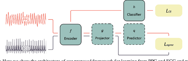 Figure 1 for SiamAF: Learning Shared Information from ECG and PPG Signals for Robust Atrial Fibrillation Detection