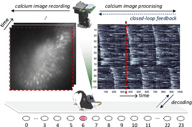 Figure 1 for FPGA-Based In-Vivo Calcium Image Decoding for Closed-Loop Feedback Applications