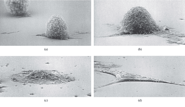 Figure 1 for Dual-View Selective Instance Segmentation Network for Unstained Live Adherent Cells in Differential Interference Contrast Images