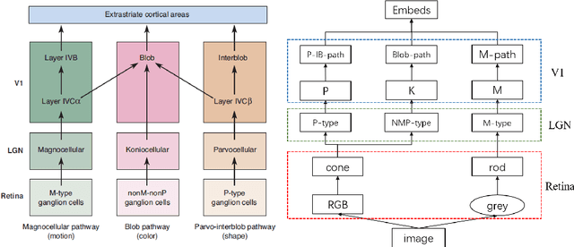 Figure 1 for CVSNet: A Computer Implementation for Central Visual System of The Brain