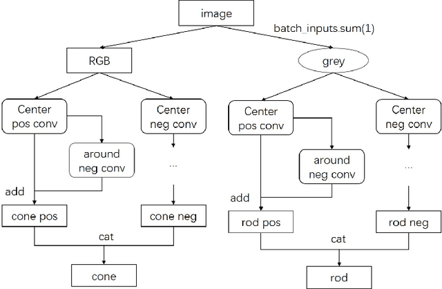 Figure 3 for CVSNet: A Computer Implementation for Central Visual System of The Brain