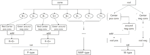 Figure 4 for CVSNet: A Computer Implementation for Central Visual System of The Brain