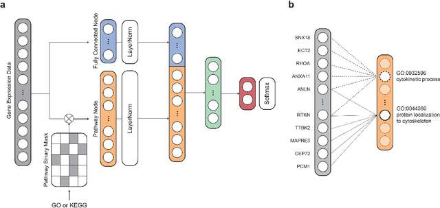 Figure 1 for PINNet: a deep neural network with pathway prior knowledge for Alzheimer's disease