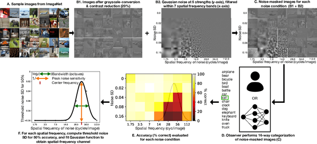 Figure 3 for Spatial-frequency channels, shape bias, and adversarial robustness