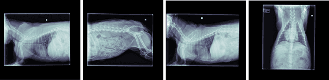 Figure 3 for StudyFormer : Attention-Based and Dynamic Multi View Classifier for X-ray images