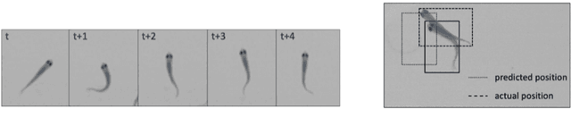 Figure 4 for FishMOT: A Simple and Effective Method for Fish Tracking Based on IoU Matching