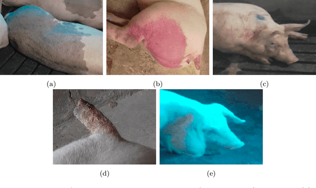 Figure 2 for Using Deep Learning for Morphological Classification in Pigs with a Focus on Sanitary Monitoring